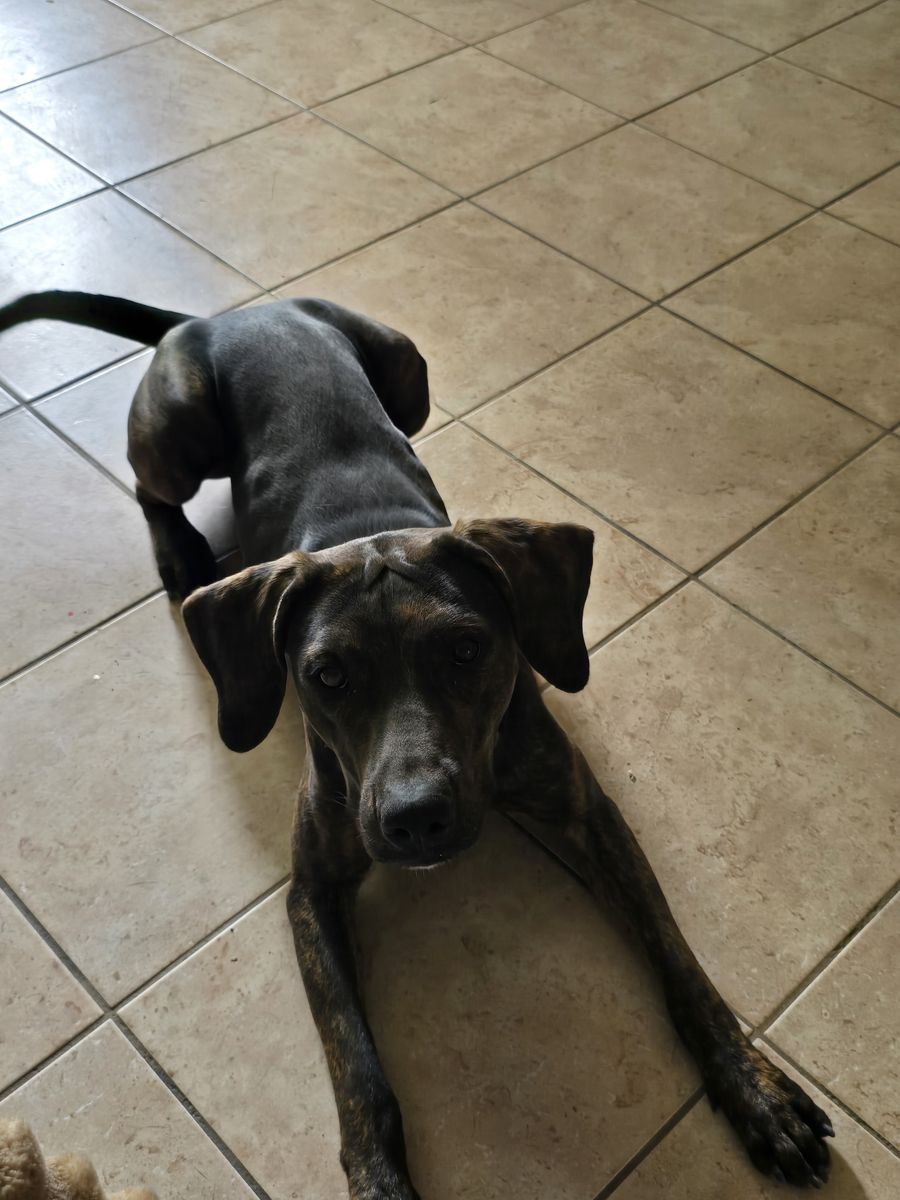 Catahoula leopard dog