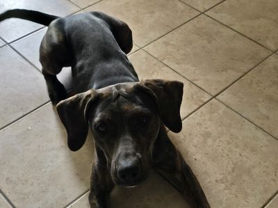 Catahoula leopard dog