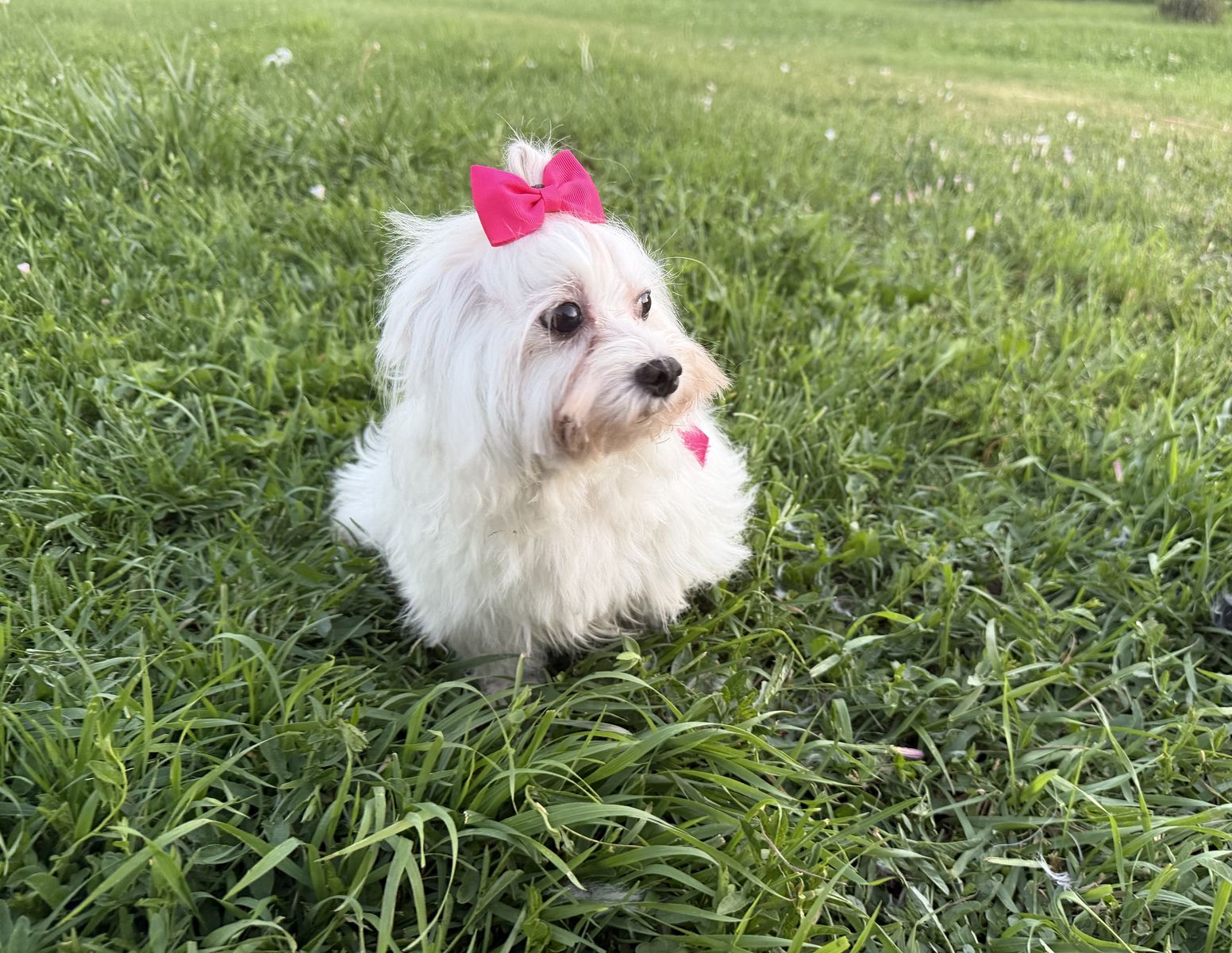 Maltese Girl
