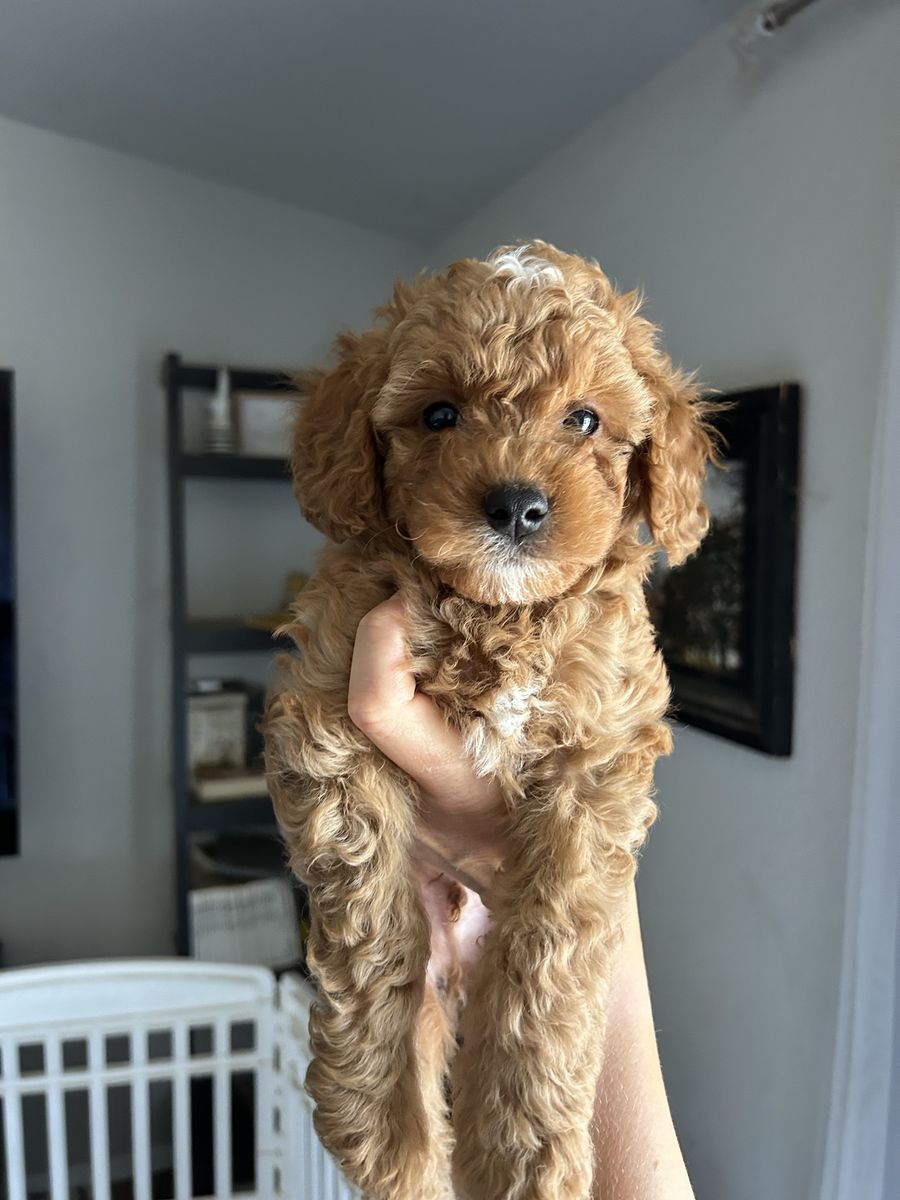 3 mini Cavapoo Puppies PRICE DROPPED