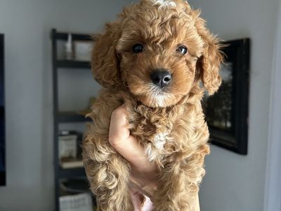 3 mini Cavapoo Puppies PRICE DROPPED