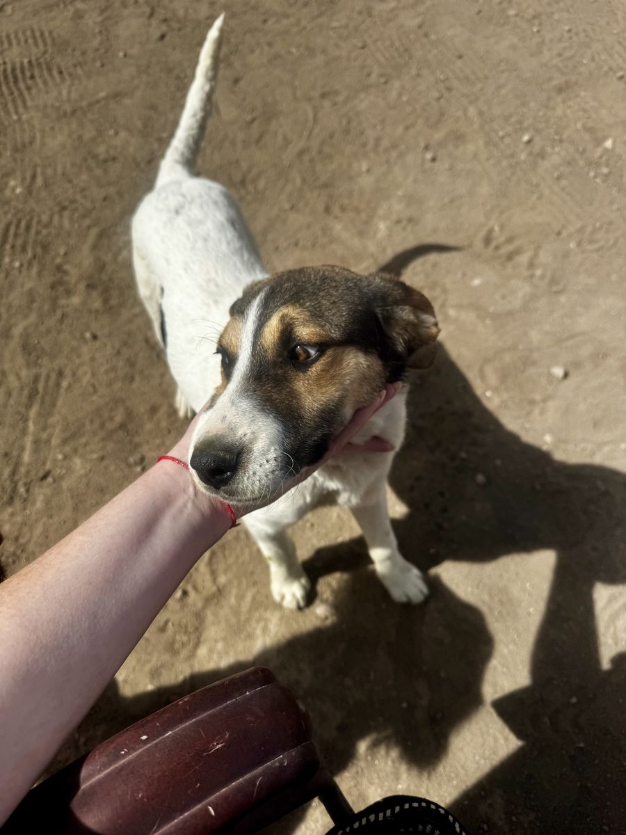 Abandoned puppy Needs Home Australian Mix