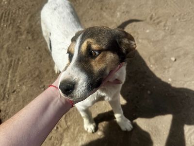 Abandoned puppy Needs Home Australian Mix