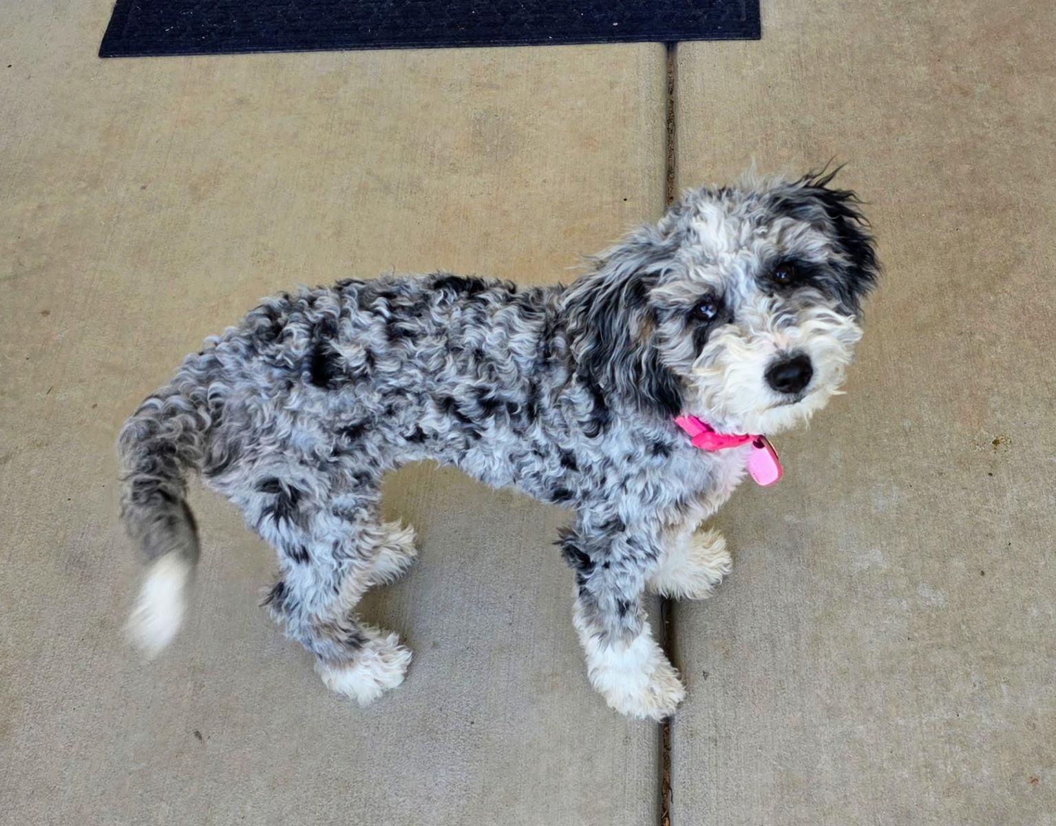 Doodle. Poodle. Aussiedoodle Girl 4 months - Clear Genetics.