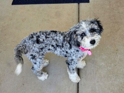 Doodle. Poodle. Aussiedoodle Girl 4 months - Clear Genetics.