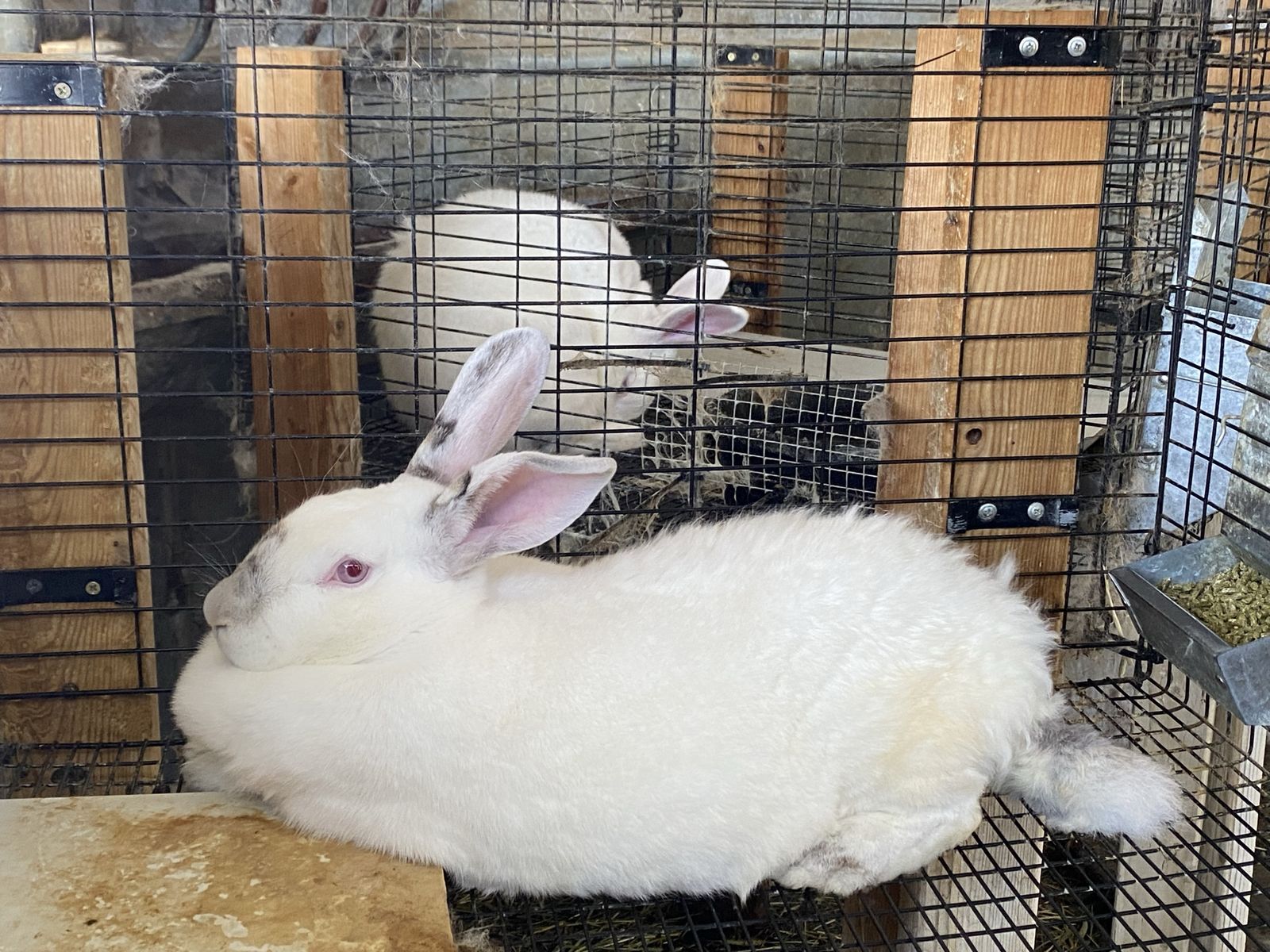 5 Meat rabbits set up 