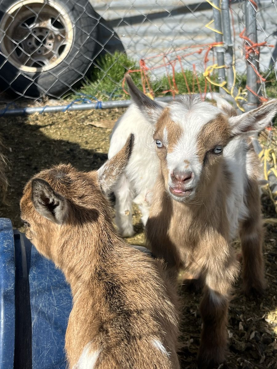 pygmy/ fainter baby goats