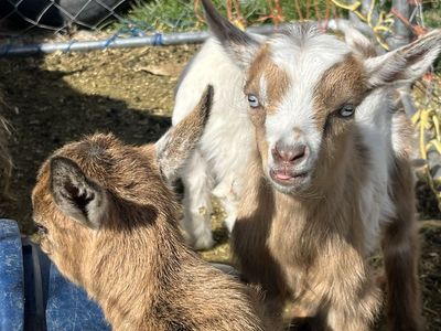 pygmy/ fainter baby goats