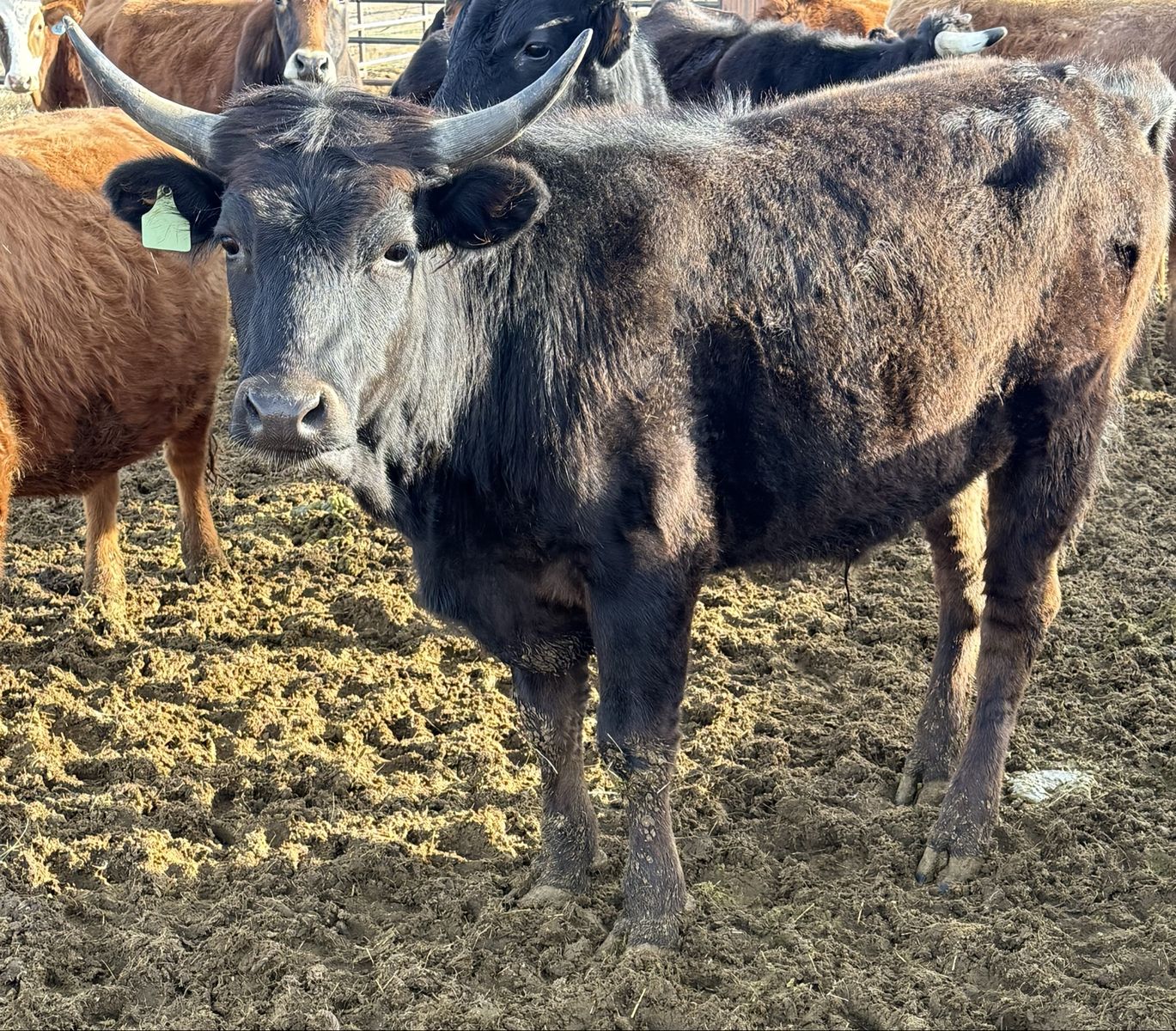 Roping Heifers Fresh