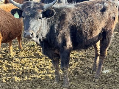 Roping Heifers Fresh