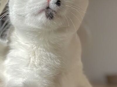 Domestic Short Hair