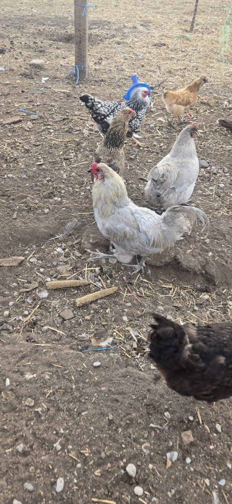 Free Roosters