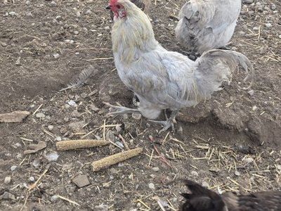 Free Roosters