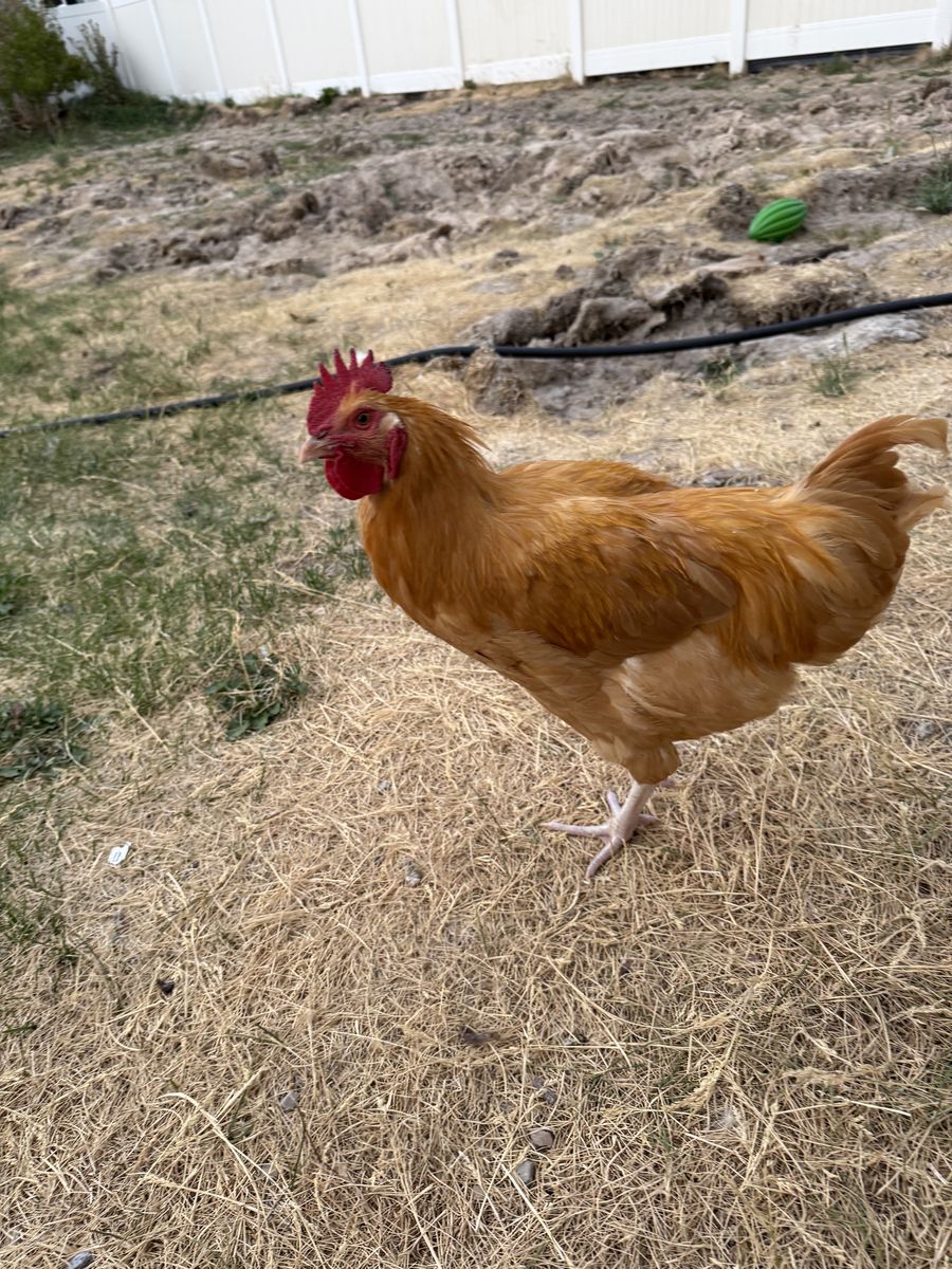 Free egg laying chicken - 4 months old