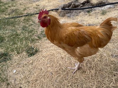 Free egg laying chicken - 4 months old