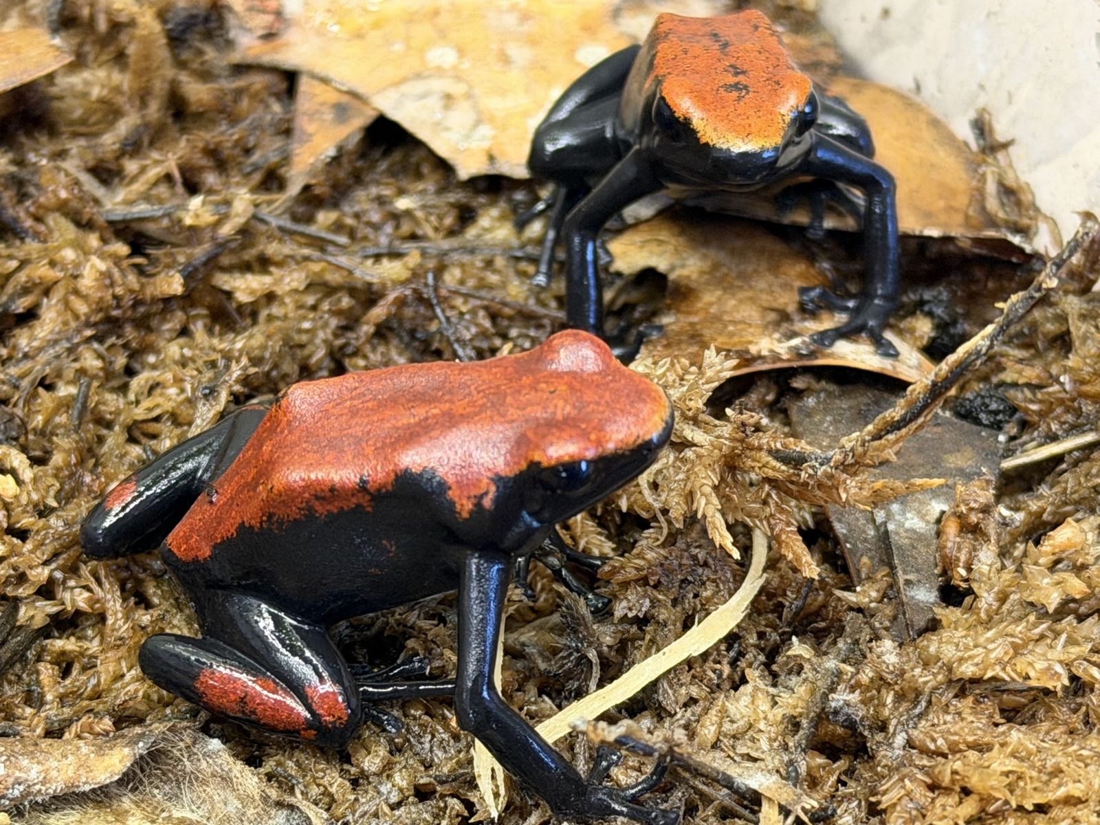 Red galactonotus (adelphobates) poison dart frogs
