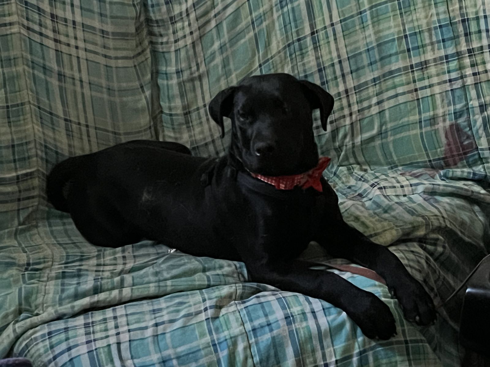 Rottie Cane Corso mix
