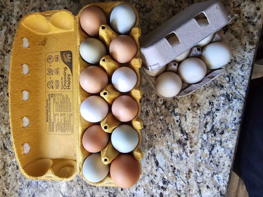 Chicken & Duck eggs - Clinton