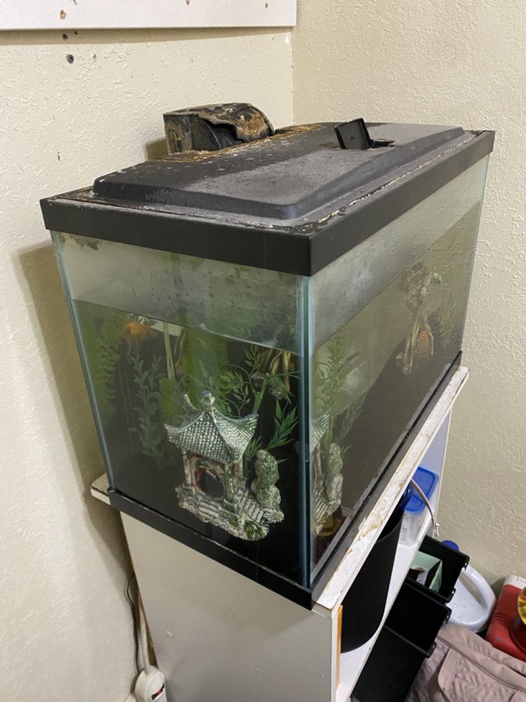 Fish Tank 20 Gallon With Goldfish