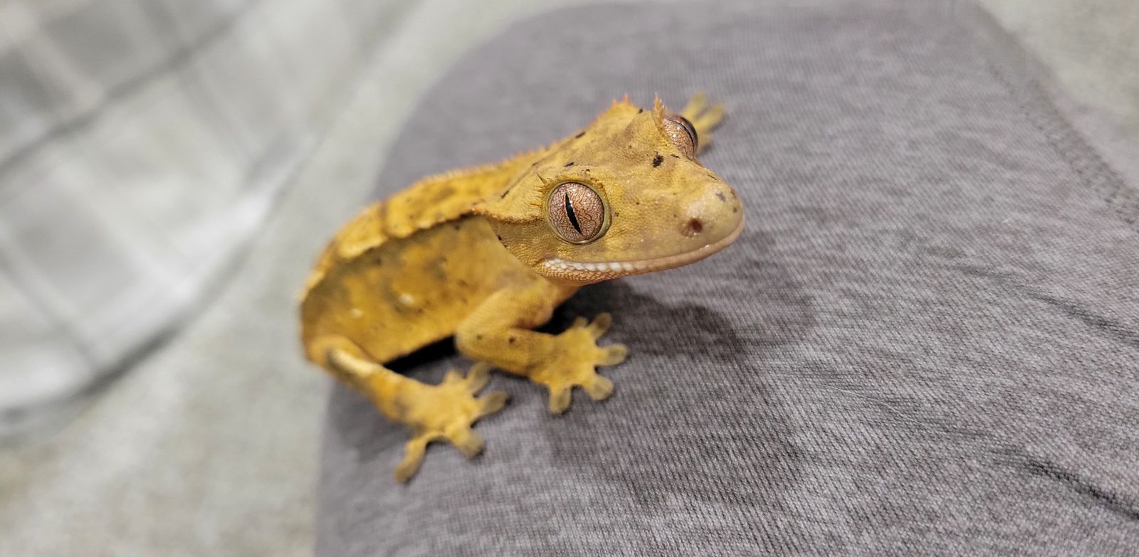 Baby Female Dalmation Crested Gecko