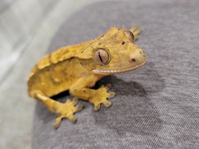Baby Female Dalmation Crested Gecko
