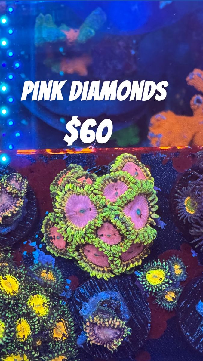 CORALS!!!!