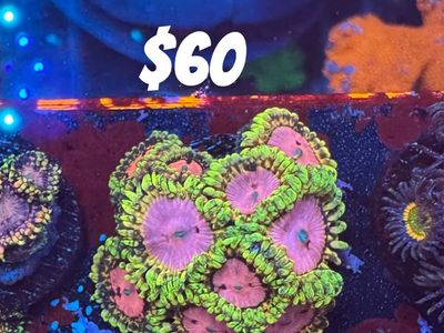 CORALS!!!!