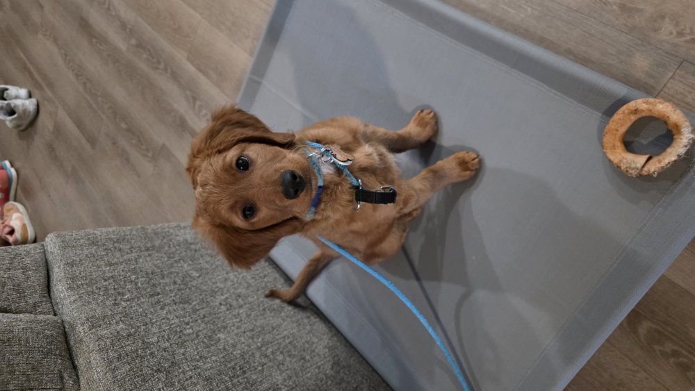 12 week old mini golden bernedoodle puppy