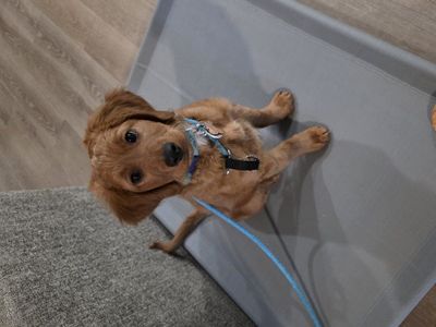 12 week old mini golden bernedoodle puppy