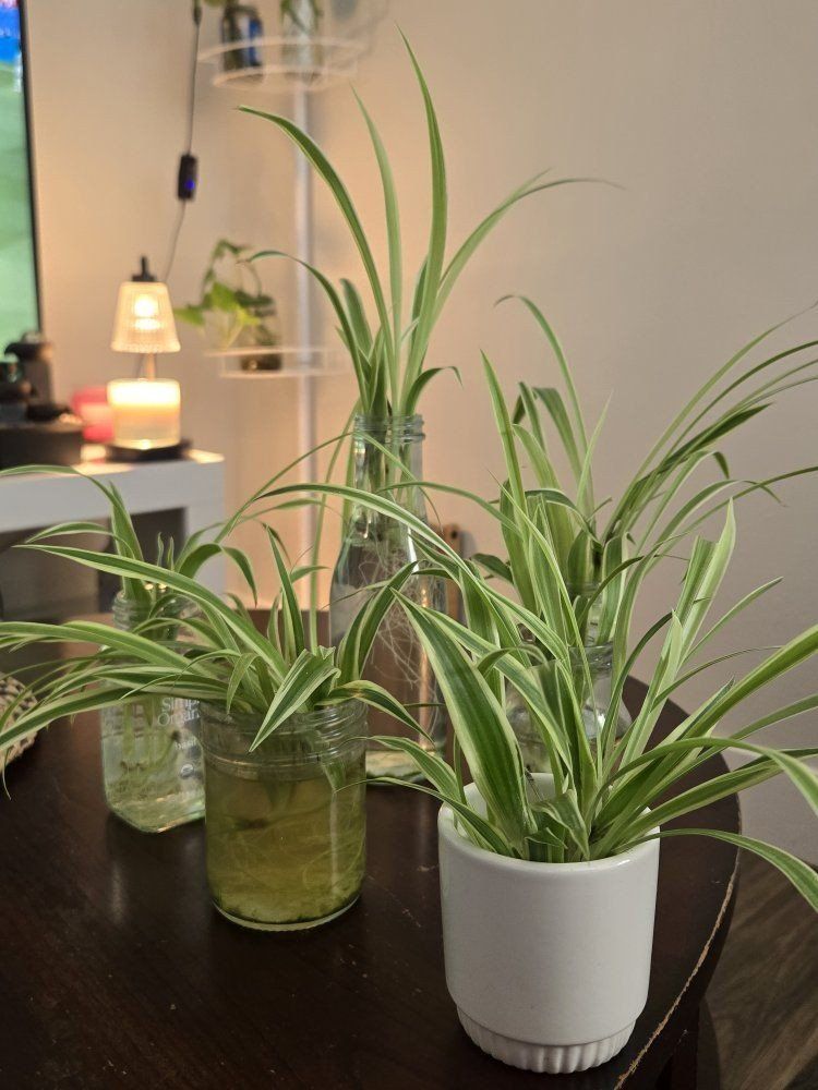 Spider Plant Babies with Roots
