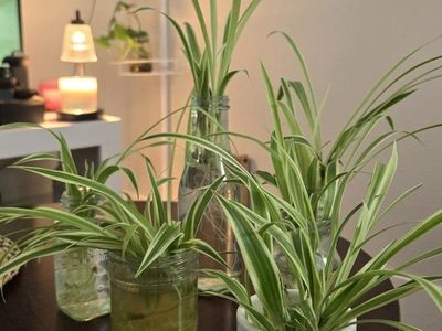 Spider Plant Babies with Roots
