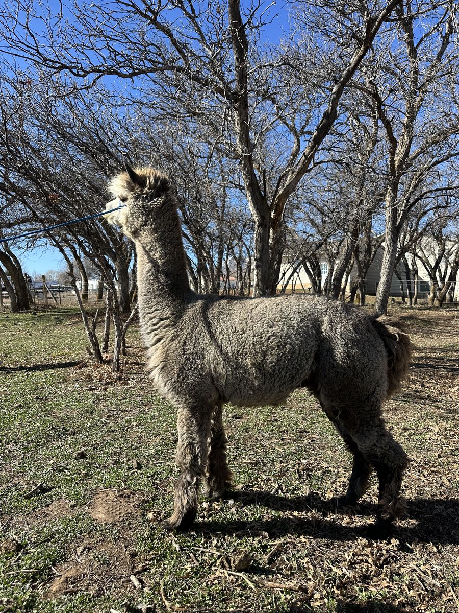 Alpaca Stud Service BREEDING ONLY