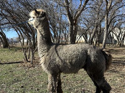 Alpaca Stud Service BREEDING ONLY