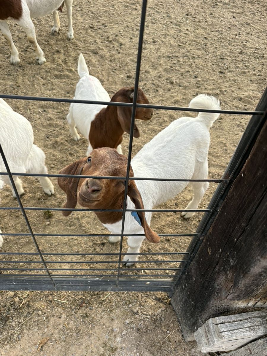 Billy Goats