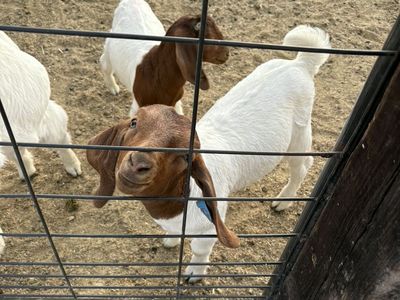 Billy Goats