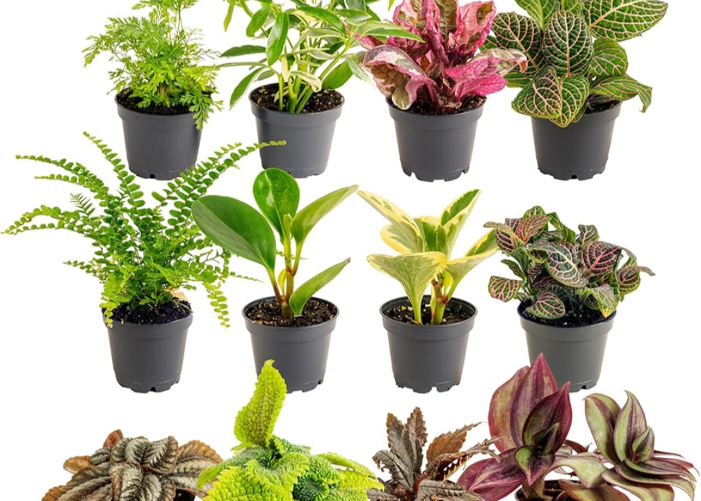 Rare Tropical Plant Clippings for terrariums or whatever!