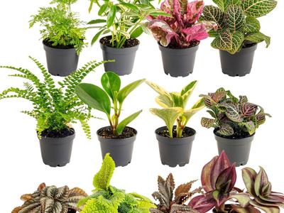 Rare Tropical Plant Clippings for terrariums or whatever!