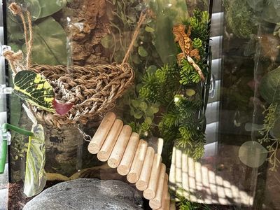 Crested Gecko with Full Enclosure - Established & Thriving