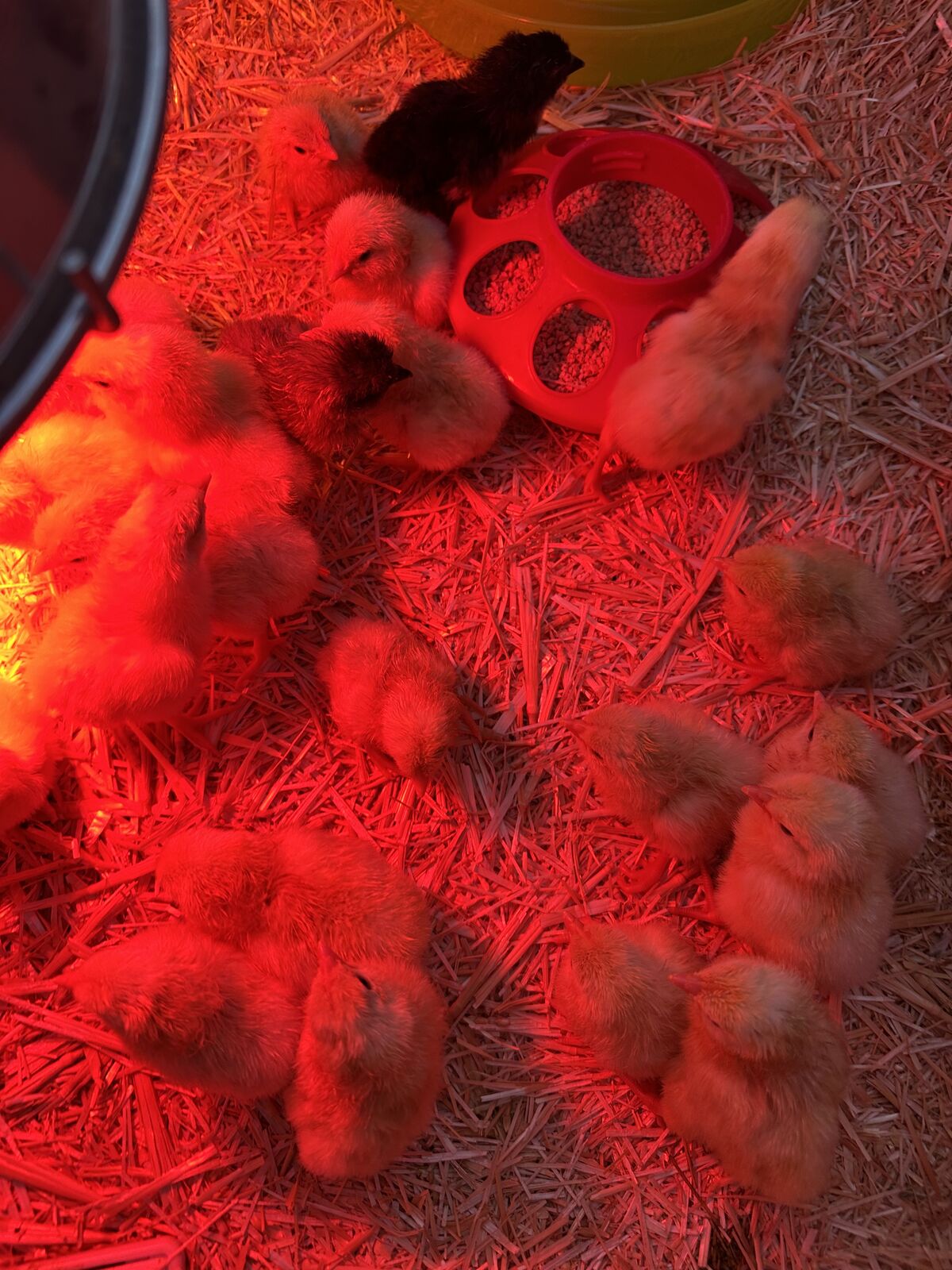 White Leghorn Straight Run Chicks