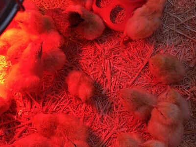 White Leghorn Straight Run Chicks