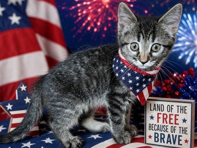 Willow - Domestic Short Hair Kitten - Available for Adoption