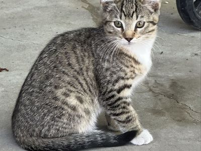 Sweet Tabby Kitten with Beautiful Markings - Ready for a Loving Home!