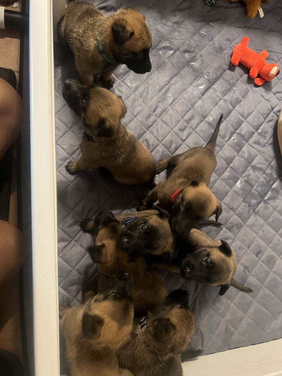 Puppy’s Belgium Malinois Non AKC