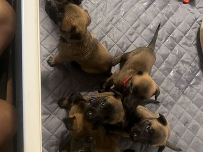 Puppy’s Belgium Malinois Non AKC