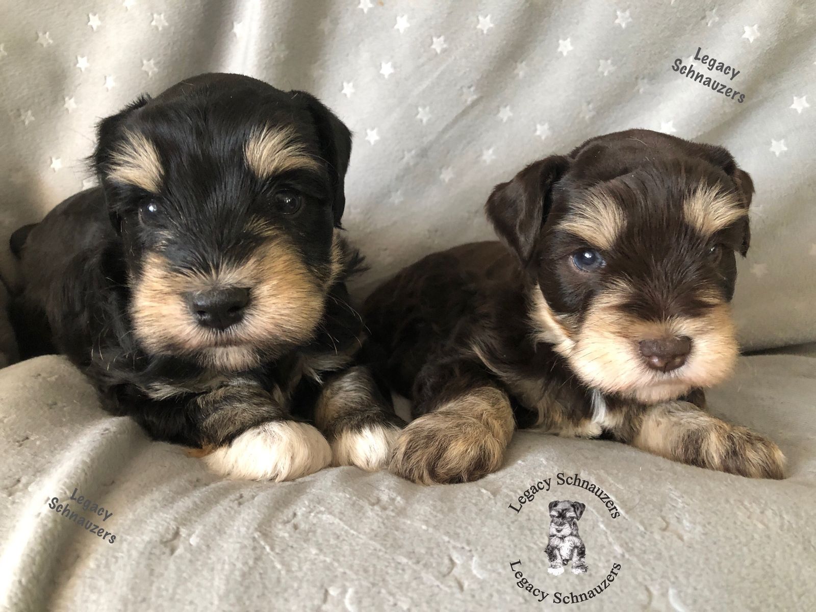 Akc miniature schnauzer
