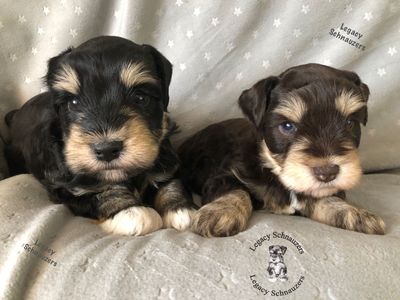 Akc miniature schnauzer