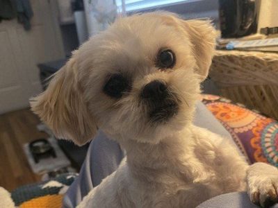 "Precious Shih Poos available