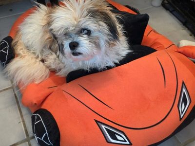 Dixon, well, we all need love and a HOME!