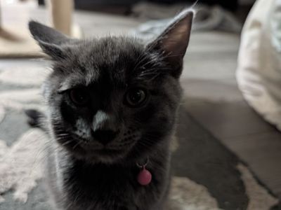 One of these beautiful kittens could be yours!!