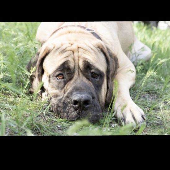 English Mastiff *Stud* (Service)